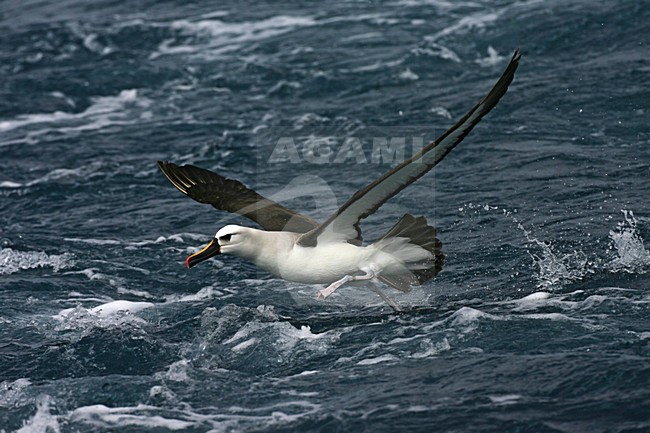 Atlantic Yellow-nosed Albatross flying from the water; startende Atlantische Geelsnavelalbatros van het water stock-image by Agami/Marc Guyt,