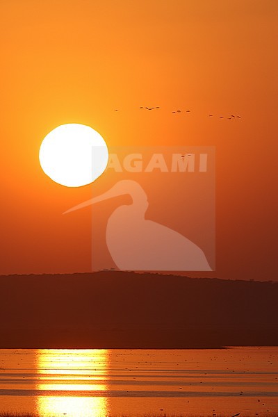 Sunset Chhari Lake, Greater Rann of Kutch, India stock-image by Agami/James Eaton,
