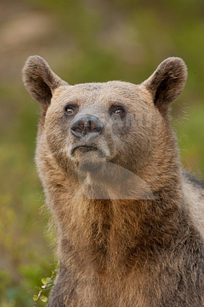Bruine Beer in bos, Brown Bear in forest stock-image by Agami/Menno van Duijn,
