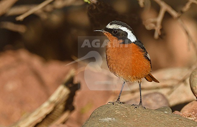 Moussier's Redstart (Phoenicurus moussieri) near Ouerzazate, Morocco stock-image by Agami/Eduard Sangster,