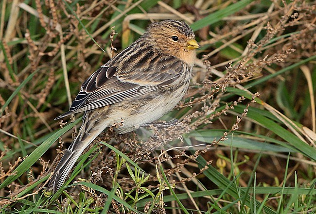Twite (Linaria flavirostris), sitting, seen from the side. stock-image by Agami/Fred Visscher,
