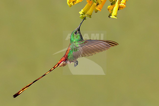 Red-tailed Comet (Sappho sparganurus sapho) male in flight, hovering and feeding at Nicotiana glauca flowers in Argentina, against plain background stock-image by Agami/Andy & Gill Swash ,