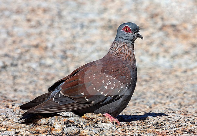 Speckled Pigeon, Columba guinea phaeonota, perched. In South Africa. stock-image by Agami/Marc Guyt,