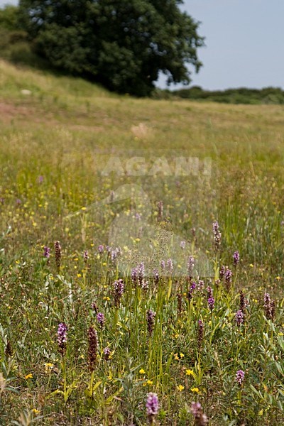 Rietorchis; Southern Marsh-orchid stock-image by Agami/Arnold Meijer,