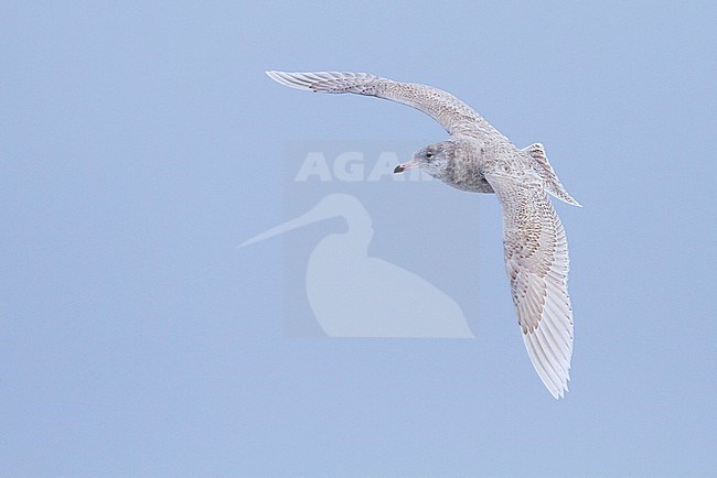 Glaucous Gull (Larus hyperboreus ssp. hyperboreus), Norway, 2 cy stock-image by Agami/Ralph Martin,
