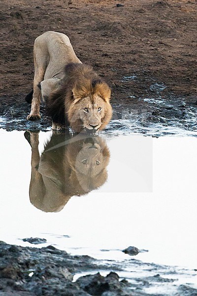 Lion (Panthera Leo) male drinking at Kruger National Park in summer stock-image by Agami/Caroline Piek,