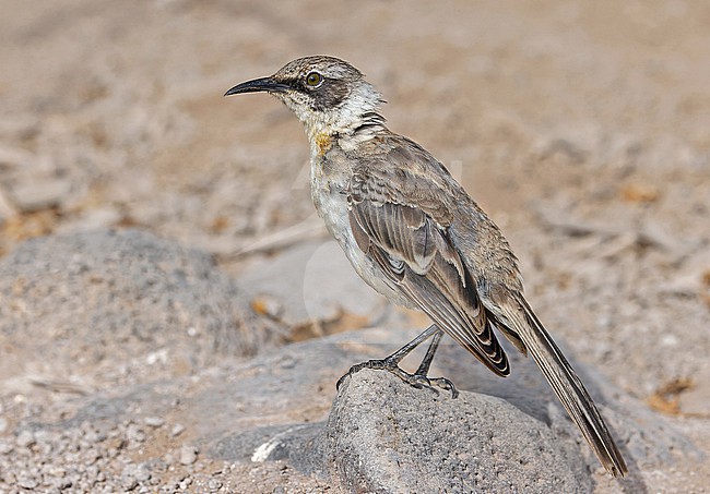 Galapagos Mockingbird, Mimus parvulus barringtoni, on Santa Fé island in  the Galapagos Islands, part of the Republic of Ecuador. stock-image by Agami/Pete Morris,