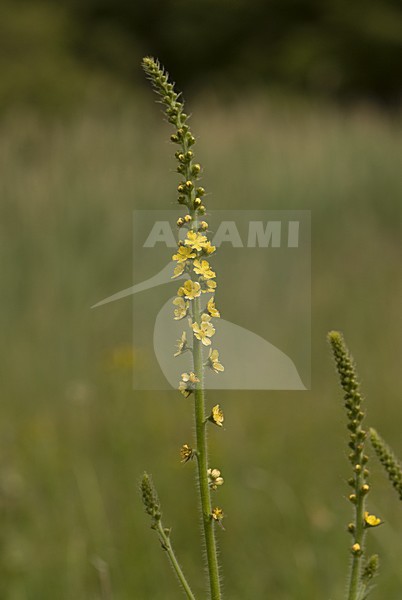  stock-image by Agami/Wil Leurs,