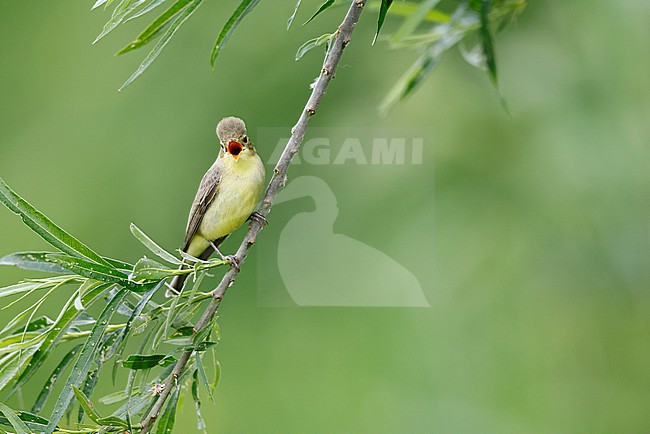 singing Icterine Warbler stock-image by Agami/Chris van Rijswijk,
