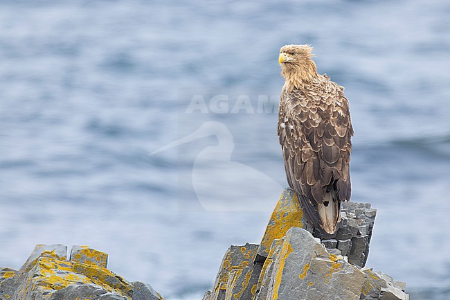 White-tailed Eagle (Haliaeetus albicilla), subadult perched on a rock, Finnmark, Norway stock-image by Agami/Saverio Gatto,