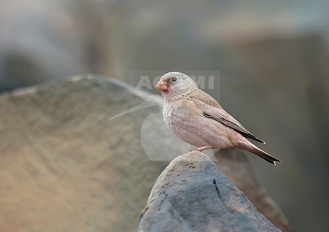 Adult male Trumpeter Finch (Bucanetes githagineus). Side view of bird perched in rocky terrain. stock-image by Agami/Kari Eischer,