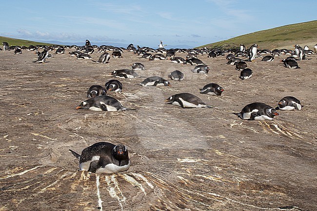Gentoo Penguin (Pygoscelis papua) at its nesting colony in the Falkland Islands. stock-image by Agami/Glenn Bartley,