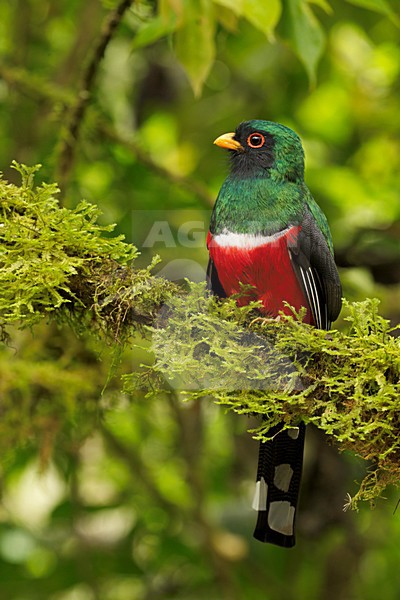 Mannetje Maskertrogon, Masked Trogon male stock-image by Agami/David Hemmings,