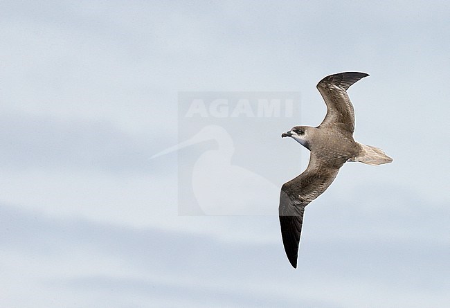 Desertas Petrel (Pterodroma deserta) Madeira Portugal August 2012 stock-image by Agami/Markus Varesvuo,