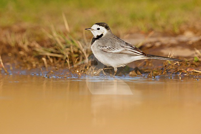White Wagtail (Motacilla alba), side view of an adult standing in the water, Campania, Italy stock-image by Agami/Saverio Gatto,