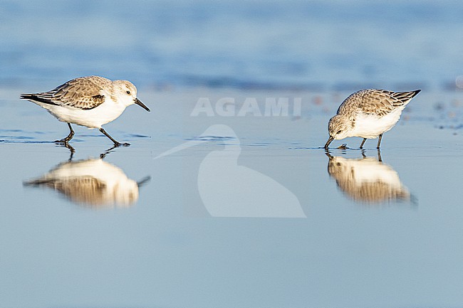  stock-image by Agami/Menno van Duijn,