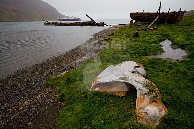 Overblijfselen van Walvisvaart op Grytvickn South-Georgia; Remains of whaling at Grytvickn South-Georgia stock-image by Agami/Menno van Duijn,