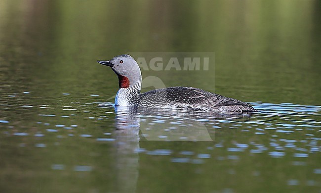 Red-throated Loon (Gavia stellata) taken the 08/06/2022 at Nome - Alaska - USA stock-image by Agami/Aurélien Audevard,