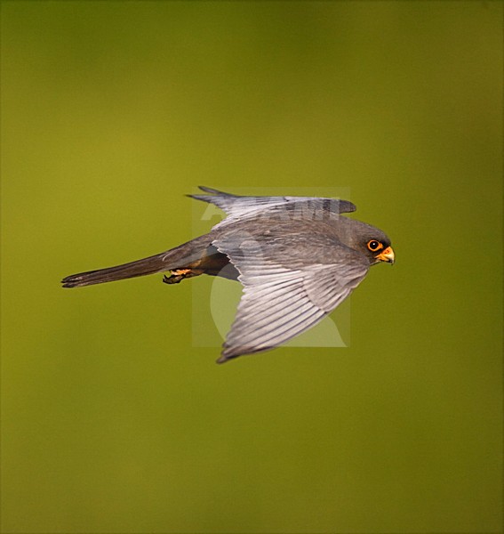 Roodpootvalk man vliegend; Red-footed Falcon male flying stock-image by Agami/Marc Guyt,