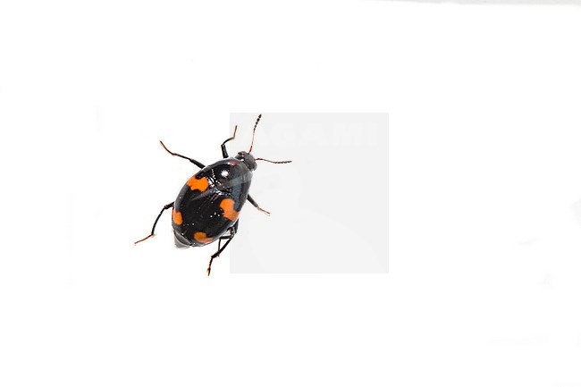 Orange-spotted scaphidium, Scaphidium quadrimaculatum stock-image by Agami/Wil Leurs,