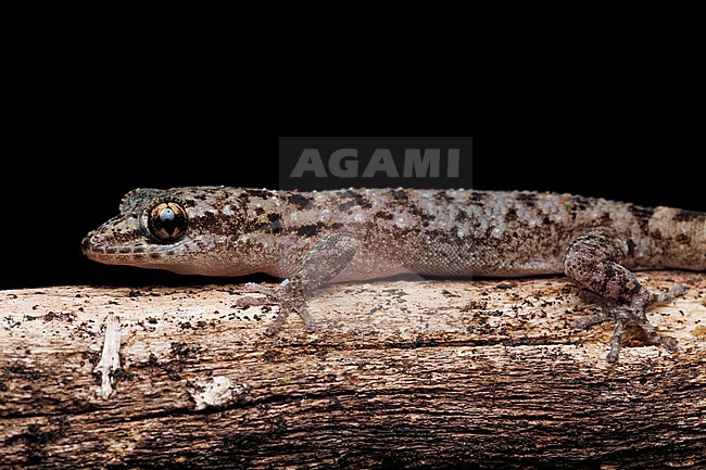 Galápagos Leaf-toed Gecko (Phyllodactylus galapagensis) taken the 27/10/2025 at Santa Cruz - Galapagos. stock-image by Agami/Nicolas Bastide,