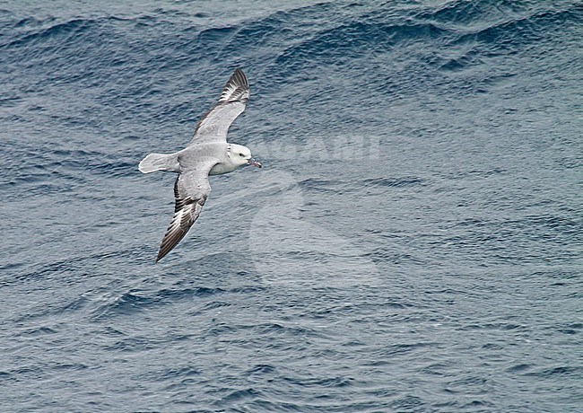 Southern Fulmar (Fulmarus glacialoide) flying over the souther Atlantic Ocean near Antarctica. stock-image by Agami/Pete Morris,
