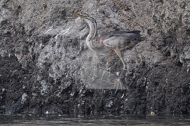 Adult Bourne's Heron (Ardea purpurea bournei) sitting in Barragem de Poilao, Santiago, Cape Verde. stock-image by Agami/Vincent Legrand,