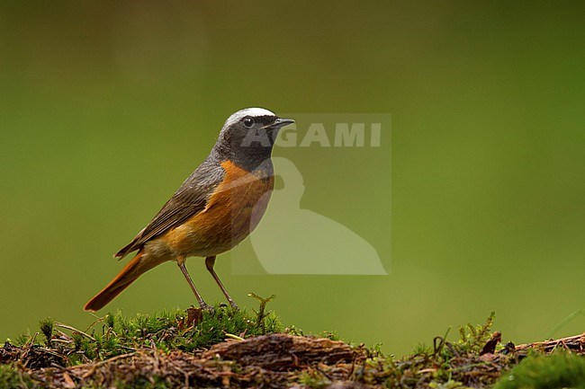gekraagde roodstaart; Common redstart; stock-image by Agami/Walter Soestbergen,