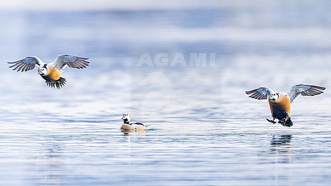  stock-image by Agami/Menno van Duijn,