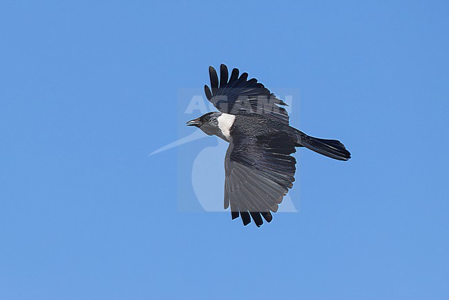 adult daurian jackdaw (coloeus dauuricus) in flight, found near Khalk River in eastern Mongolia in Dornod Aimag stock-image by Agami/Mathias Putze,