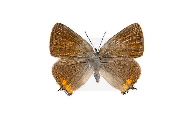 Blue-spot Hairstreak, Wegedoornpage, Satyrium spini stock-image by Agami/Wil Leurs,