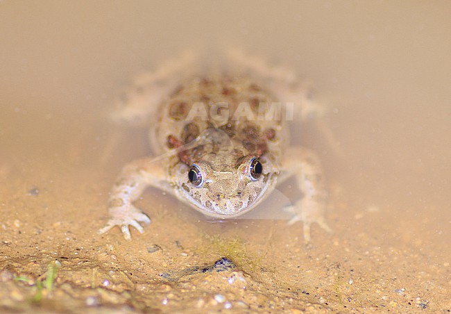 Painted Frog (Discoglossus pictus) taken the 25/04/2022 at Ramatuelle- France. stock-image by Agami/Nicolas Bastide,