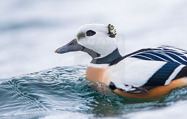 Male Steller's Eider (Polysticta stelleri) wintering in harbor of Vadso in arctic Norway. stock-image by Agami/Marc Guyt,