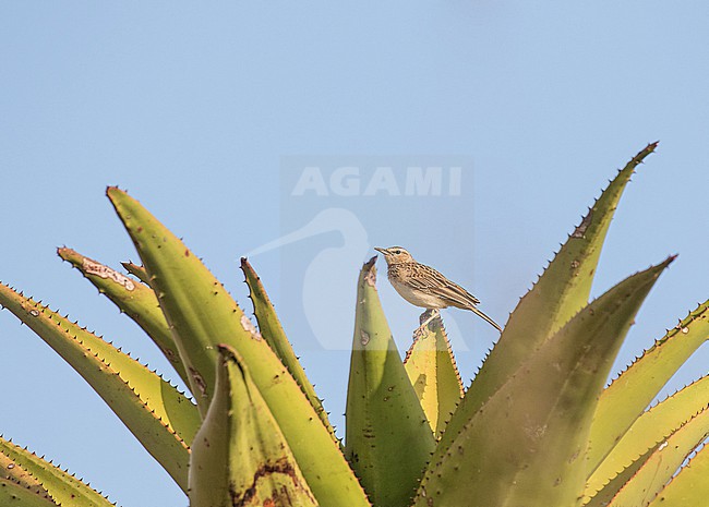 Short-clawed Lark (Certhilauda chuana) in South Africa. stock-image by Agami/Pete Morris,