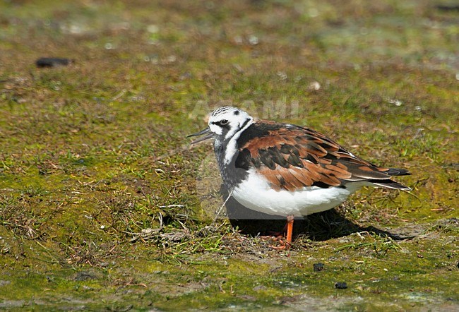 Adulte Steenloper, Ruddy Turnstone adult stock-image by Agami/Roy de Haas,