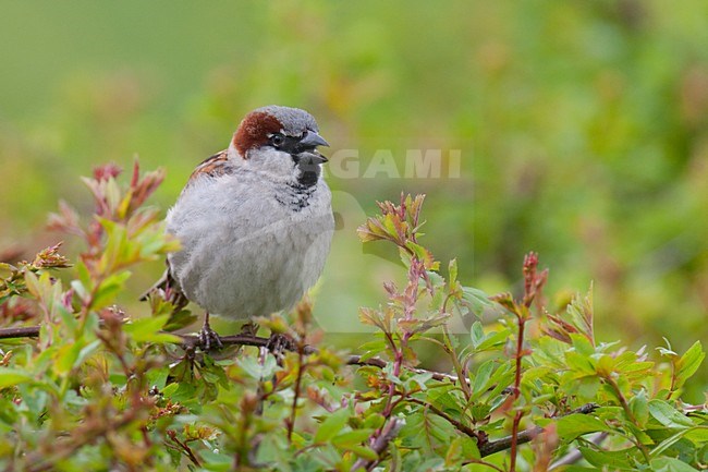 Zingend mannetje Huismus in een heg; Singing male House Sparrow in a hedge stock-image by Agami/Arnold Meijer,