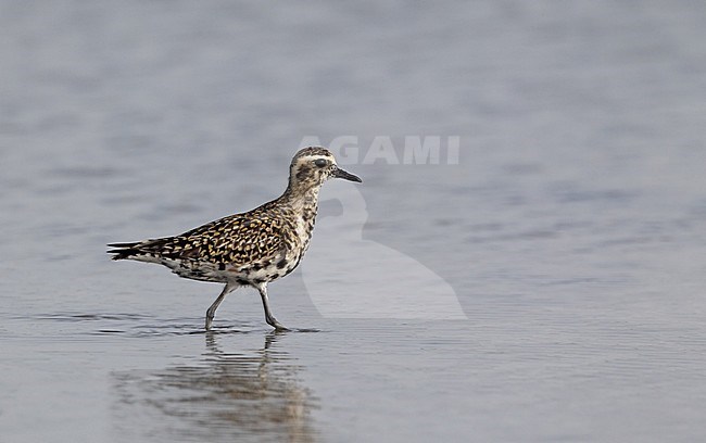 Adult moulting Pacific Golden Plover (Pluvialis fulva) at Khok Kham in Thailand stock-image by Agami/Helge Sorensen,