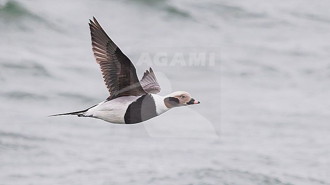 Male Long-tailed Duck (Clangula hyemalis), winter plumage, in flight. stock-image by Agami/Lennart Verheuvel,