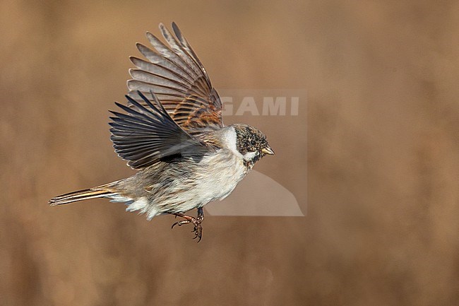 Male Common Reed Bunting (Emberiza schoeniclus) in flight in Italy. stock-image by Agami/Daniele Occhiato,