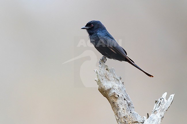 Square-tailed Drongo (Dicrurus ludwigii), side view of an adult perched on a dead branch, Mpumalanga, South Africa stock-image by Agami/Saverio Gatto,