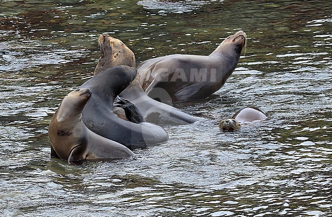 A bunch of Southern Sea Lions in shallow water stock-image by Agami/Jacques van der Neut,