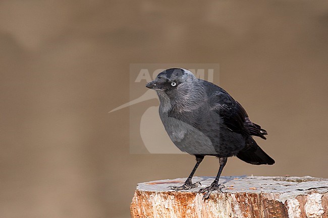 Jackdaw - Dohle - Corvus monedula ssp. monedula, Germany, adult stock-image by Agami/Ralph Martin,