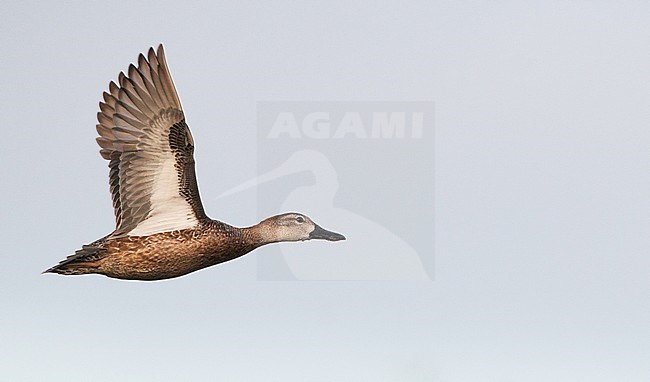 Blue-winged Teal in flight stock-image by Agami/Ian Davies,