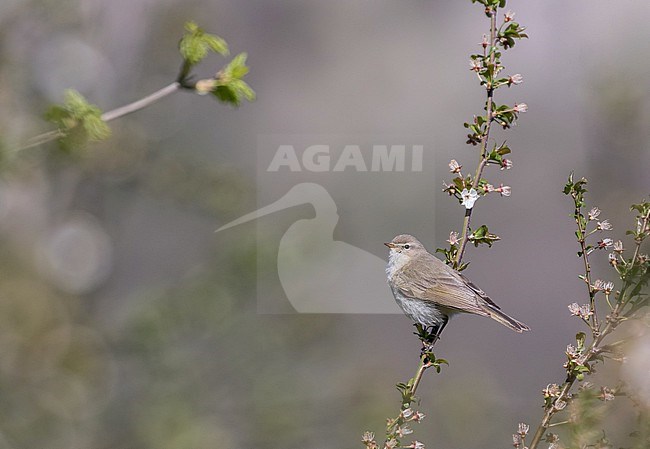 Turkmenistan Common Chiffchaff (Phylloscopus collybita menzbieri) in Iran. stock-image by Agami/Pete Morris,