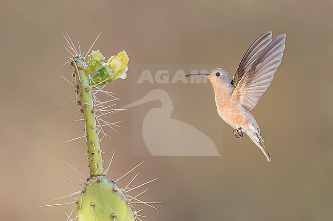 Buffy Hummingbird (Leucippus fallax) hovering in front of flower of cactus in Colombia. stock-image by Agami/Glenn Bartley,