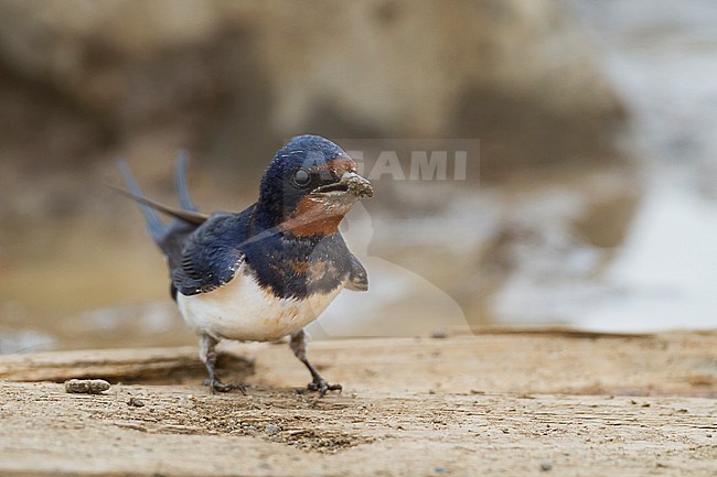 Mud collecting adult Barn Swallow (Hirundo rustica rustica) standing on the ground in Kazakhstan. stock-image by Agami/Ralph Martin,
