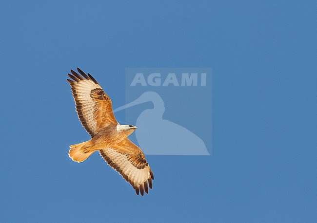Atlas Long-legged Buzzard (Buteo rufinus ssp. cirtensis), Morocco, adult stock-image by Agami/Ralph Martin,