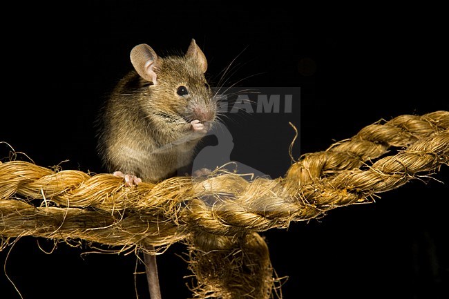 Huismuis op een touw; House Mouse on a rope stock-image by Agami/Theo Douma,
