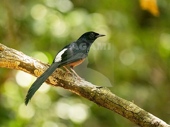 Male Sri Lanka Shama (Copsychus leggei) perched on a tree. stock-image by Agami/Hans Germeraad,