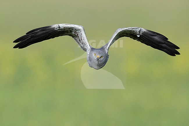 Montagu's Harrier (Circus pygargus), front view of an adult male in flight, Campania, Italy stock-image by Agami/Saverio Gatto,